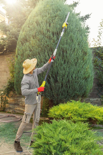 Best Sod Installation  in Kincaid, IL