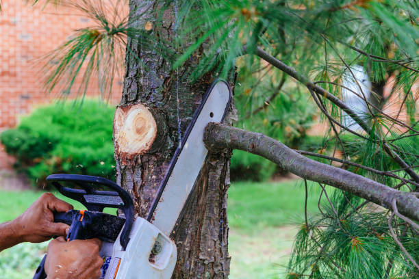 How Our Tree Care Process Works  in  Kincaid, IL